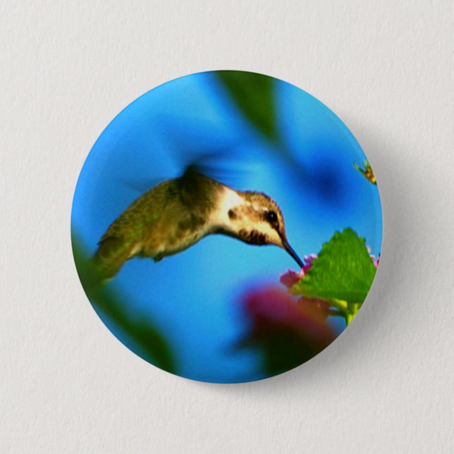 Läppja för Hummingbird Knapp (Framsida)