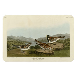 Lappland Long-spur, från Audubon's Birds of Americ Magnet