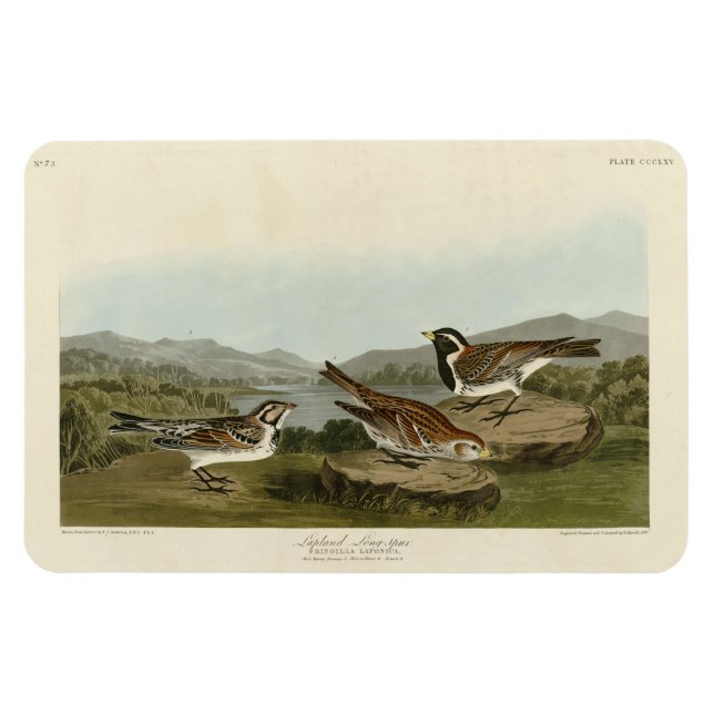 Lappland Long-spur, från Audubon's Birds of Americ Magnet (Horisontell)