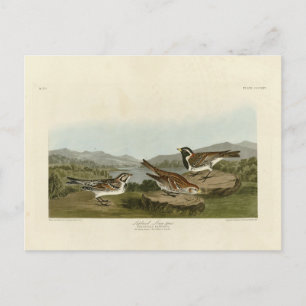 Lappland Long-spur, från Audubon's Birds of Americ Vykort