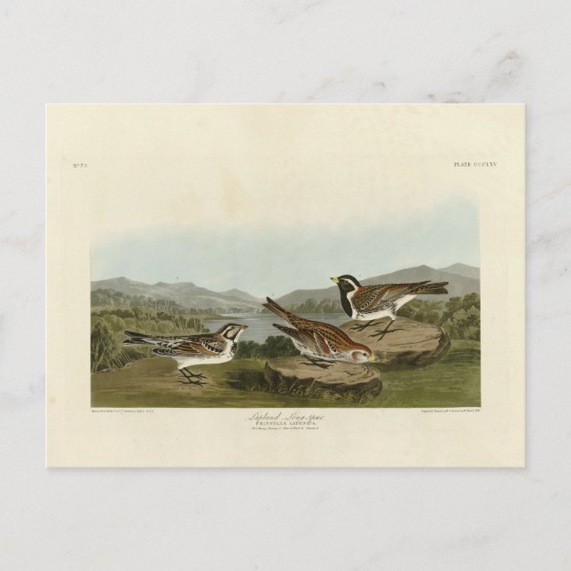Lappland Long-spur, från Audubon's Birds of Americ Vykort (Framsida)