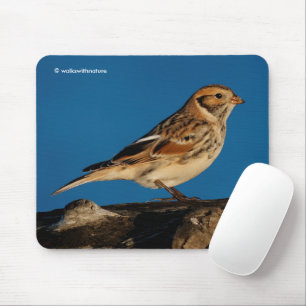 Lappland Longspur Bunting Songbird på en solupplys Musmatta