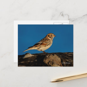 Lappland Longspur Bunting Songbird på solupplyst l Vykort