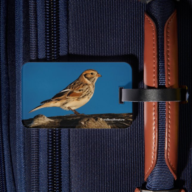 Lappland Longspur på en solupplyst logg Bagagebricka (Baksida Insitu 2)