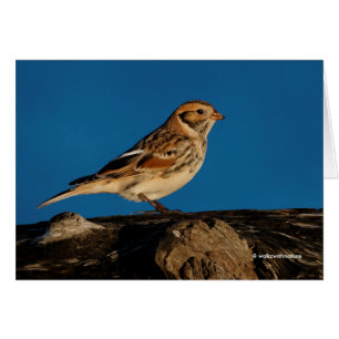 Lappland Longspur på en solupplyst logg Hälsningskort