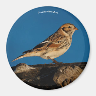 Lappland Longspur på en solupplyst logg Magnet