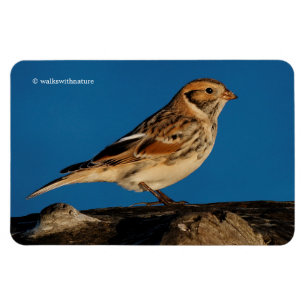 Lappland Longspur på en solupplyst logg Magnet