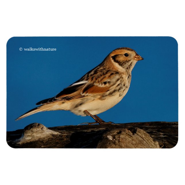 Lappland Longspur på en solupplyst logg Magnet (Horisontell)