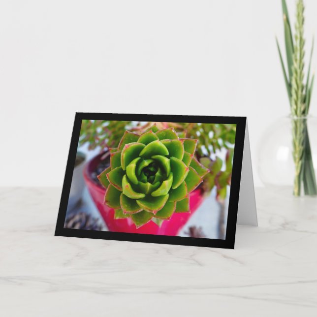 Läppstift Echeveria Sukkulent Växt Kort (Framsida)