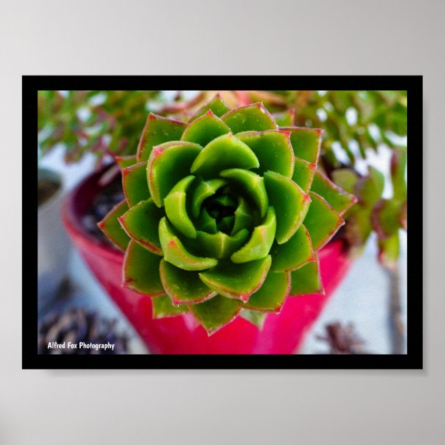 Läppstift Echeveria Sukkulent Växt Poster (Framsidan)