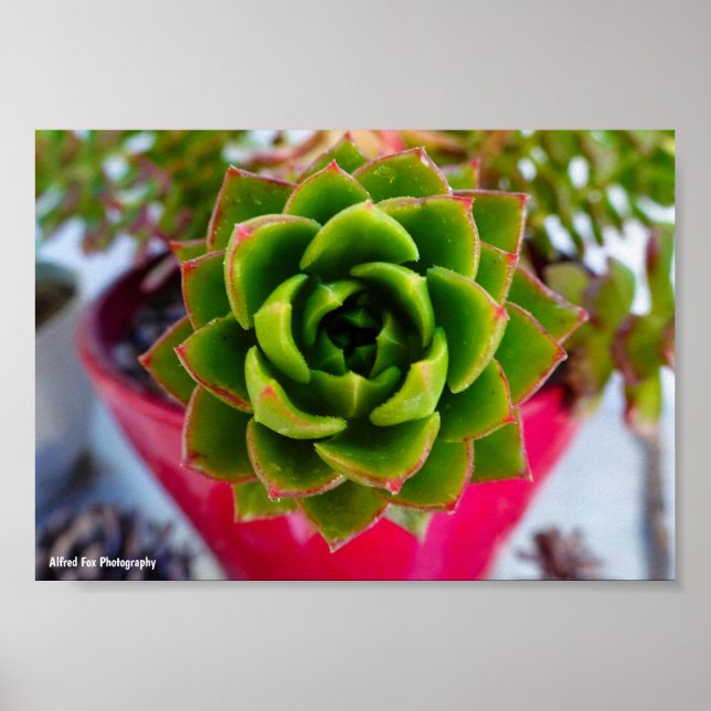 Läppstift Echeveria Sukkulent Växt Poster (Framsidan)