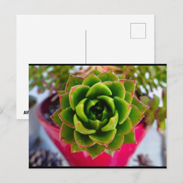 Läppstift Echeveria Sukulent Växt Vykort (Fram/baksida)