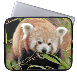 laptop sleeve Photo red panda, djur.