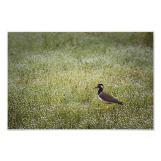 Lapwing Bird on the Grass Fototryck