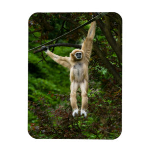 Lar Gibbon hanging från Träd Magnet