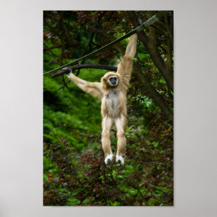 Lar Gibbon hanging från Träd Poster