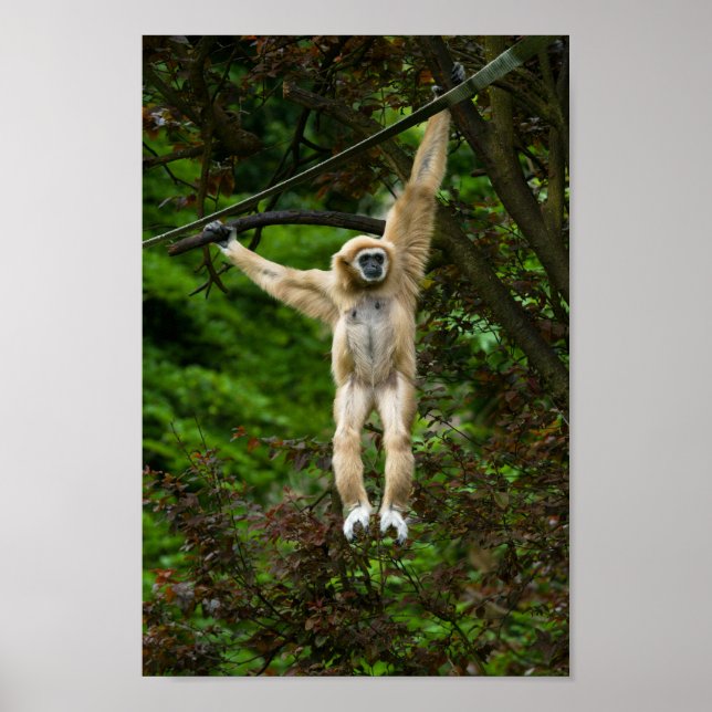 Lar Gibbon hanging från Träd Poster (Framsidan)