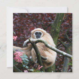 Lar Gibbons Scarlet Retreat