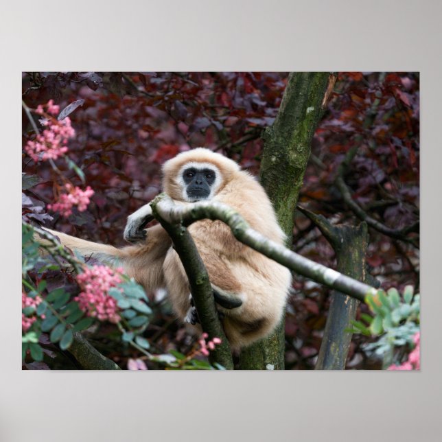 Lar Gibbons Scarlet Retreat Poster (Framsidan)