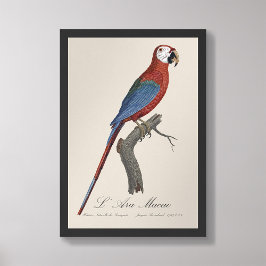 L'Ara Macao / Red and grönt Macaw Fototryck