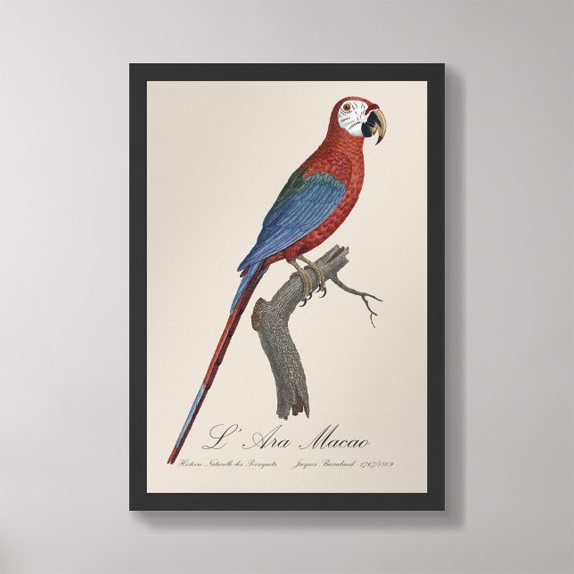 L'Ara Macao / Red and grönt Macaw Fototryck (Skapare uppladdad)