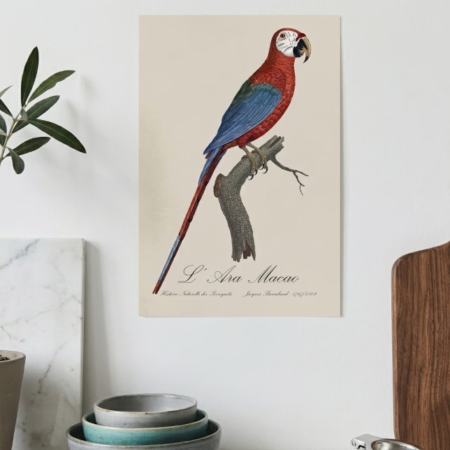 L'Ara Macao / Red and grönt Macaw Poster (Red-and-green Macaw, Ara chloropterus. Poster)