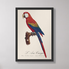 L'Ara Macao / Scarlet Macaw Fototryck