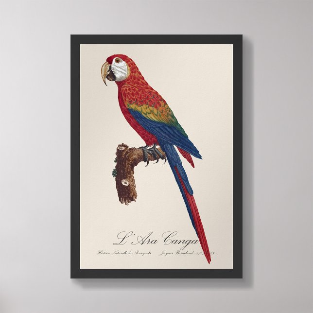 L'Ara Macao / Scarlet Macaw Fototryck (Skapare uppladdad)