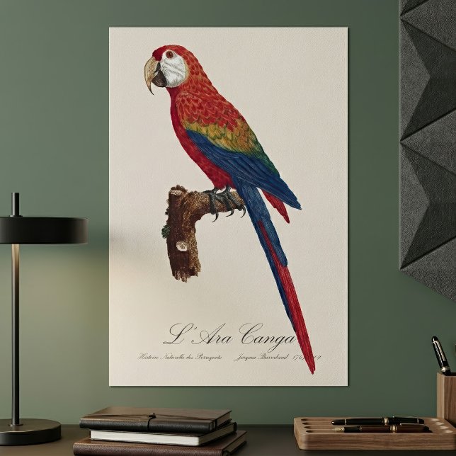 L'Ara Macao / Scarlet Macaw Poster (Scarlet Macaw or Red-Breasted Macaw, Ara macao. Poster)