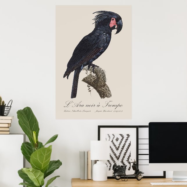 L'Ara Noir a Trompe / Handflatan Cockatoo Poster (Hemmakontoret)