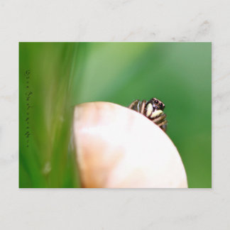 L'araignée saltique ’la sauteuse’ vykort