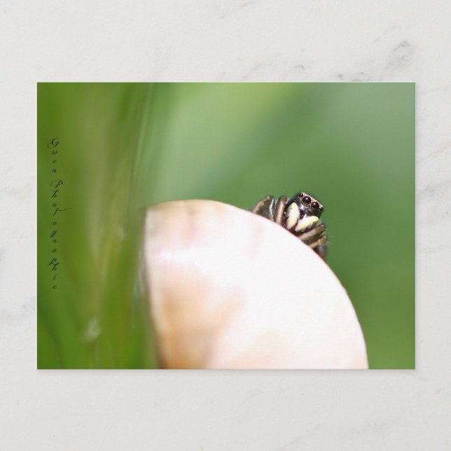 L'araignée saltique ’la sauteuse’ vykort (Framsida)