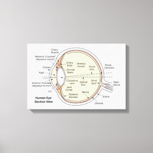 Läranvasa människoögonboll anatomiskt diagram canvastryck (Framsida)