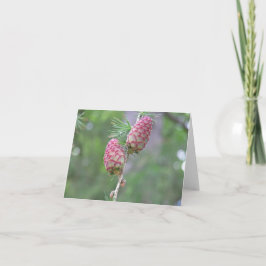 Larch-kort (Larix) Helgkort