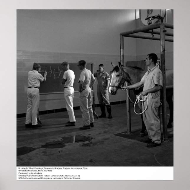 Large Animal Clinic, UC Davis, 1966 Poster (Framsidan)