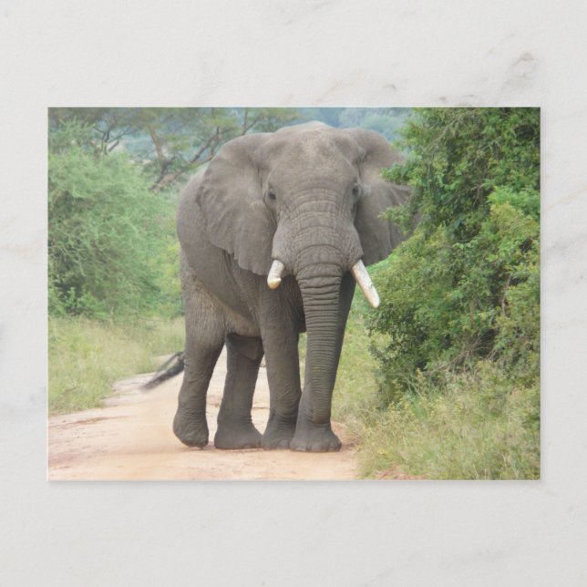Large Elephant Photo Vykort (Framsida)
