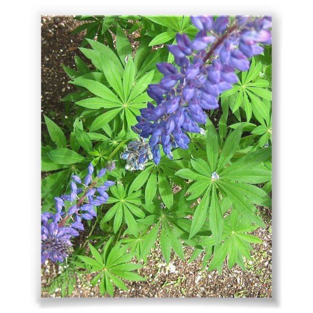 Large Lupin Fototryck (Framsidan)