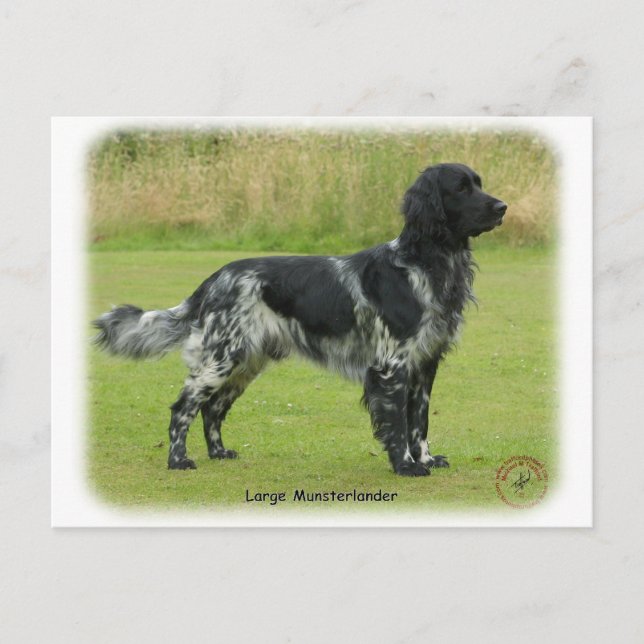 Large Munsterlander Vykort (Framsida)