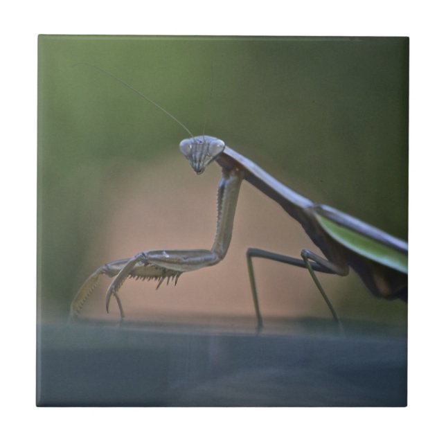 Large Praying Mantis Trivet Kakelplatta (Framsidan)