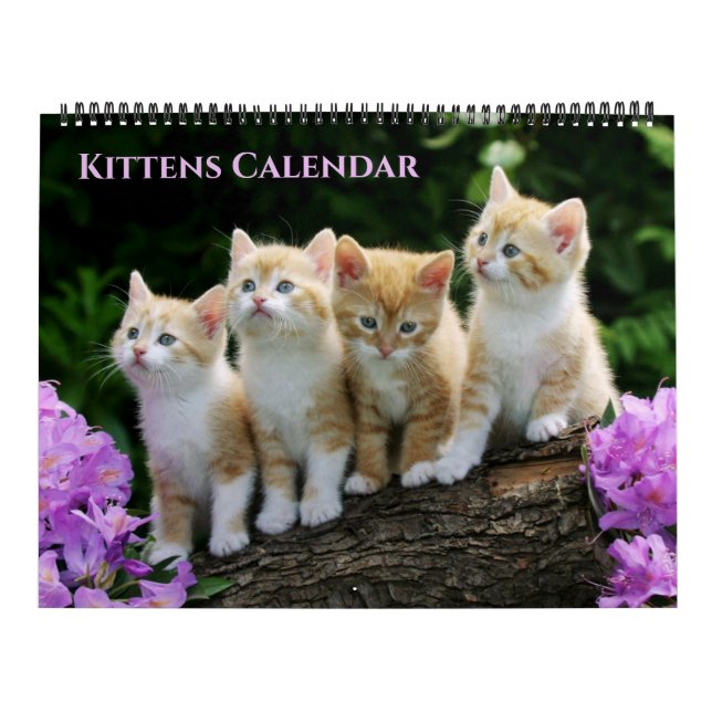 Large Size Kittens Calendar Kalender (Omslag)