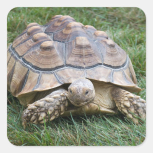 Large Turtle Sticker Fyrkantigt Klistermärke