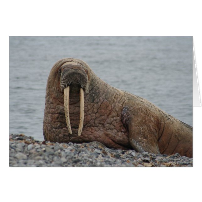 Large Walrus på Sten OBS Kort (Framsidan Horizontal)