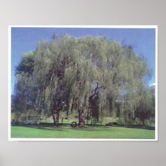 Large Willow Träd Poster (Framsidan)