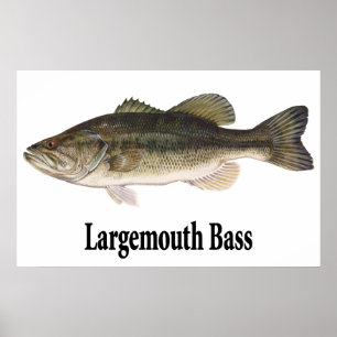 Largemouth bas- affisch