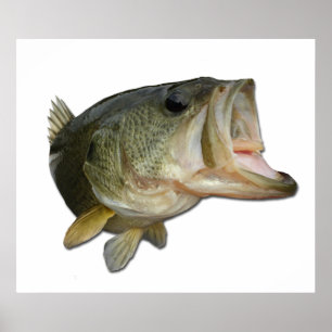 Largemouth bas poster