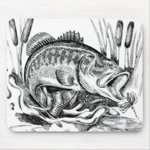 Largemouth Bass Musmatta