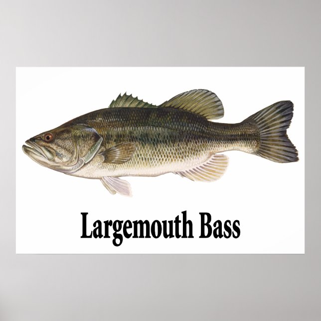 Largemouth Bass Poster (Framsidan)
