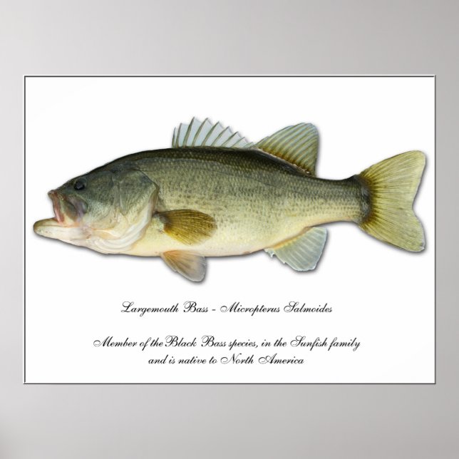 Largemouth Bass Poster (Framsidan)