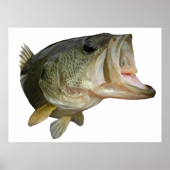 Largemouth Bass Poster (Framsidan)