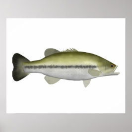 Largemouth Bass Poster
